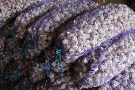 Чеснок посадочный Любаша (Первая репродукция)