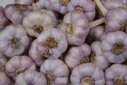 Чеснок посадочный Добрыня (Вторая репродукция)