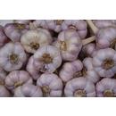 Чеснок посадочный Добрыня (Вторая репродукция)