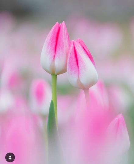 Тюльпаны к 8 марта оптом Белгород