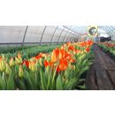 Тюльпаны к 8 марта оптом Белгород