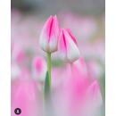 Тюльпаны к 8 марта оптом Белгород