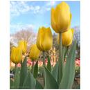 Тюльпаны к 8 марта оптом Белгород
