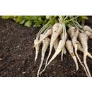 Пастернак корень