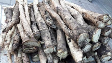 Корень хрена