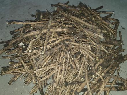 Корень хрена