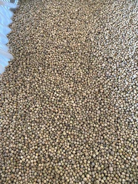 Семена хрена Катран