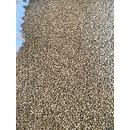 Семена хрена Катран