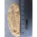 Чеснок сушеный гранулы 26х40