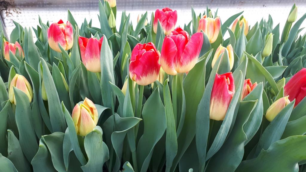 Тюльпанв 8 марта Белгород